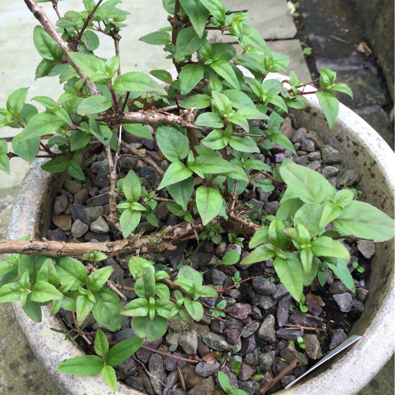 Fuchsia New Millennium in the GardenTags plant encyclopedia