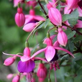 Fuchsia Jollies Nancy in the GardenTags plant encyclopedia