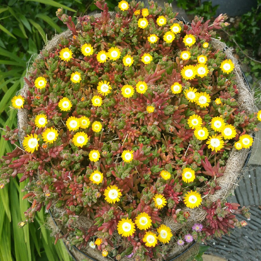 Ice Plant Jewel of Desert Peridot in the GardenTags plant encyclopedia