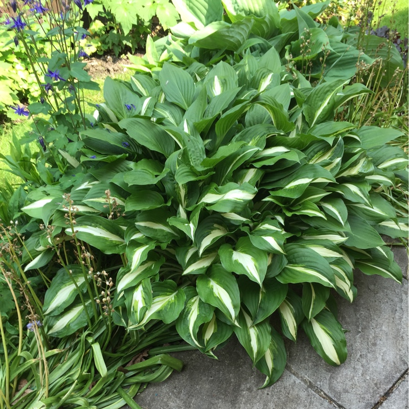 Plantain Lily Cascades in the GardenTags plant encyclopedia