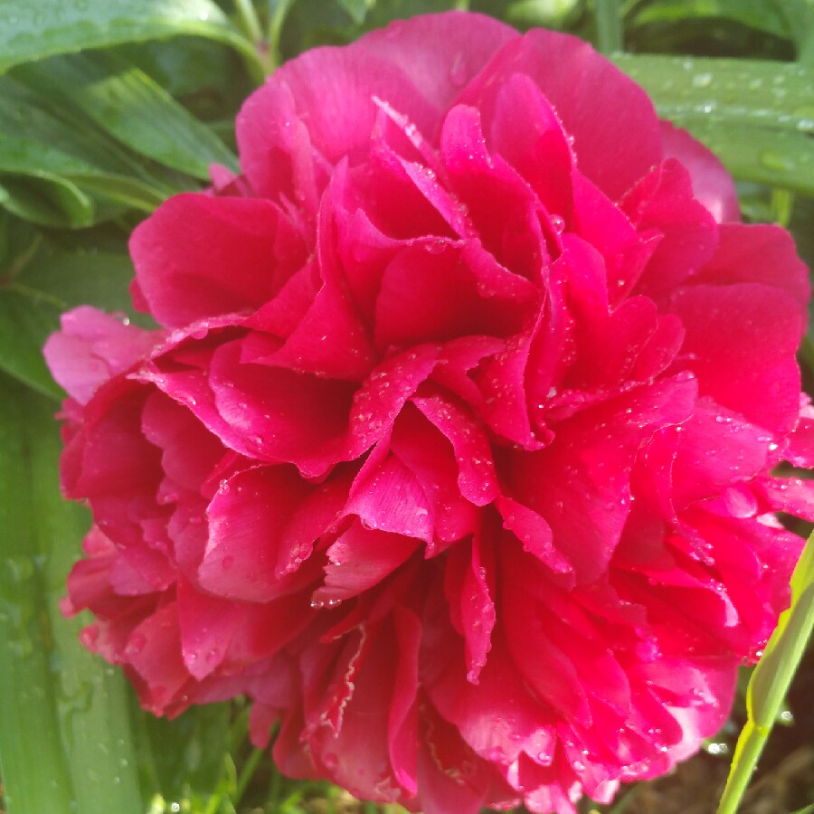 Peony Red Grace (Herbaceous) in the GardenTags plant encyclopedia