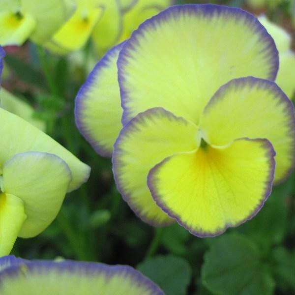 Horned Pansy Etain in the GardenTags plant encyclopedia