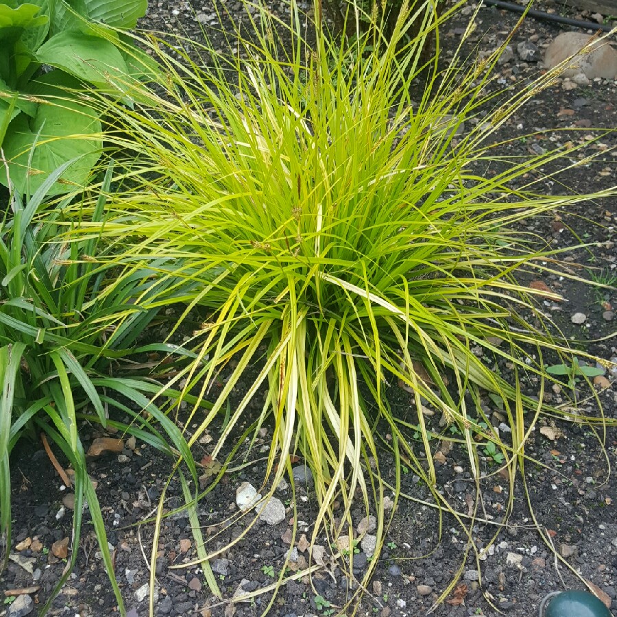 Ornamental Sedge Everillo in the GardenTags plant encyclopedia