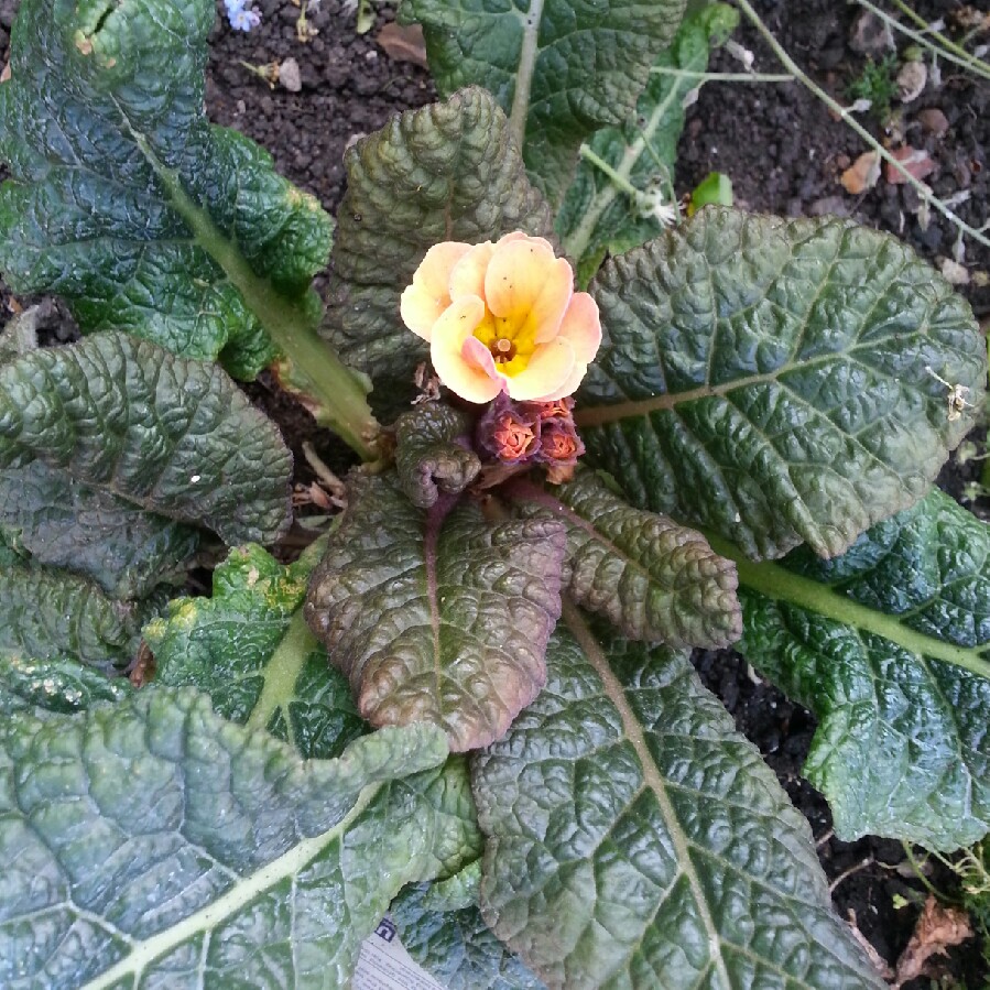 Polyanthus Champagne in the GardenTags plant encyclopedia