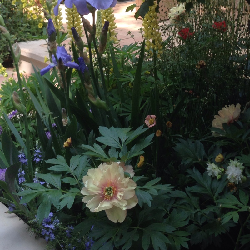 Peony Canary Brilliants (Intersectional) in the GardenTags plant encyclopedia