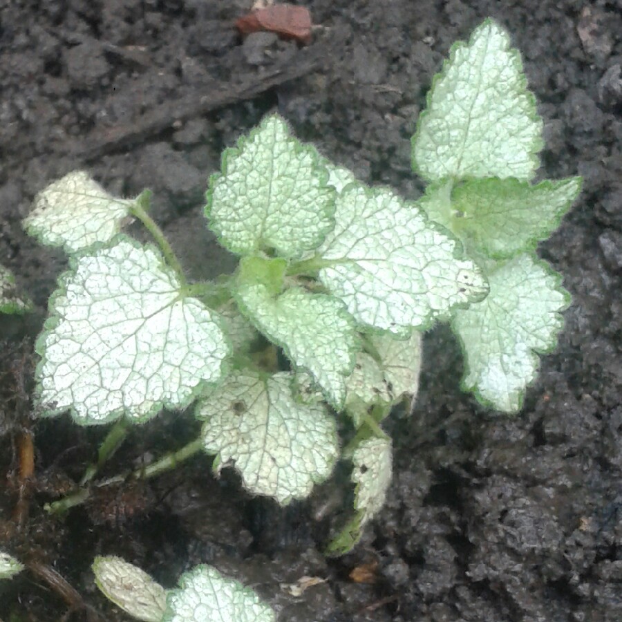 Spotted Deadnettle in the GardenTags plant encyclopedia