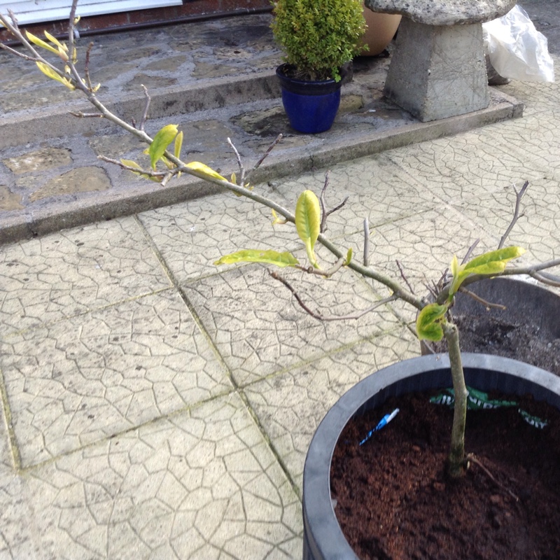 Magnolia x soulangeana in the GardenTags plant encyclopedia