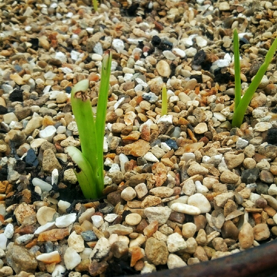 Tuberose The Pearl in the GardenTags plant encyclopedia