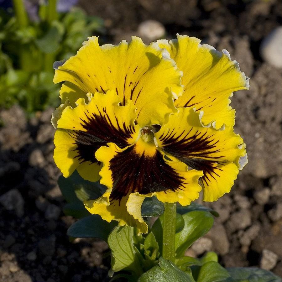 Pansy Imperial Series in the GardenTags plant encyclopedia