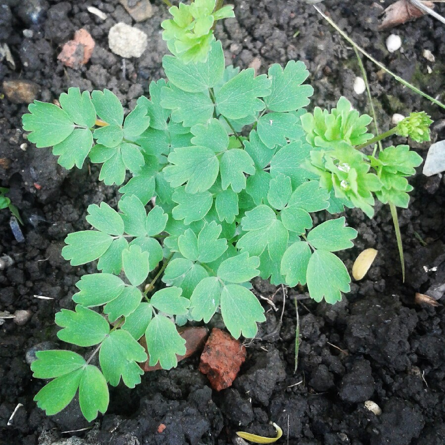 Dwarf Meadow-Rue in the GardenTags plant encyclopedia