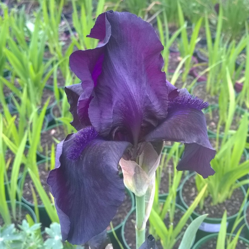 Bearded Iris Black Dragon (Tall) in the GardenTags plant encyclopedia