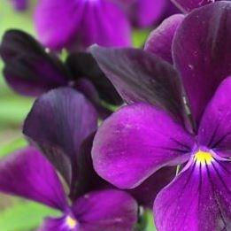 Violet Roscastle Black in the GardenTags plant encyclopedia