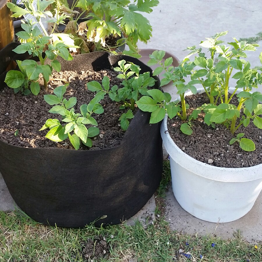 Potato Cherry Red in the GardenTags plant encyclopedia