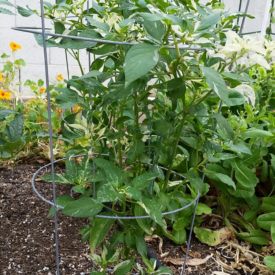 Fish Pepper in the GardenTags plant encyclopedia