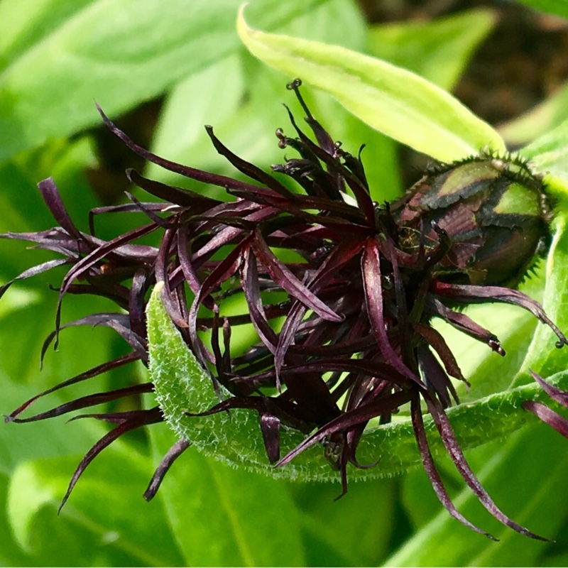 Perennial cornflower Black Spike in the GardenTags plant encyclopedia