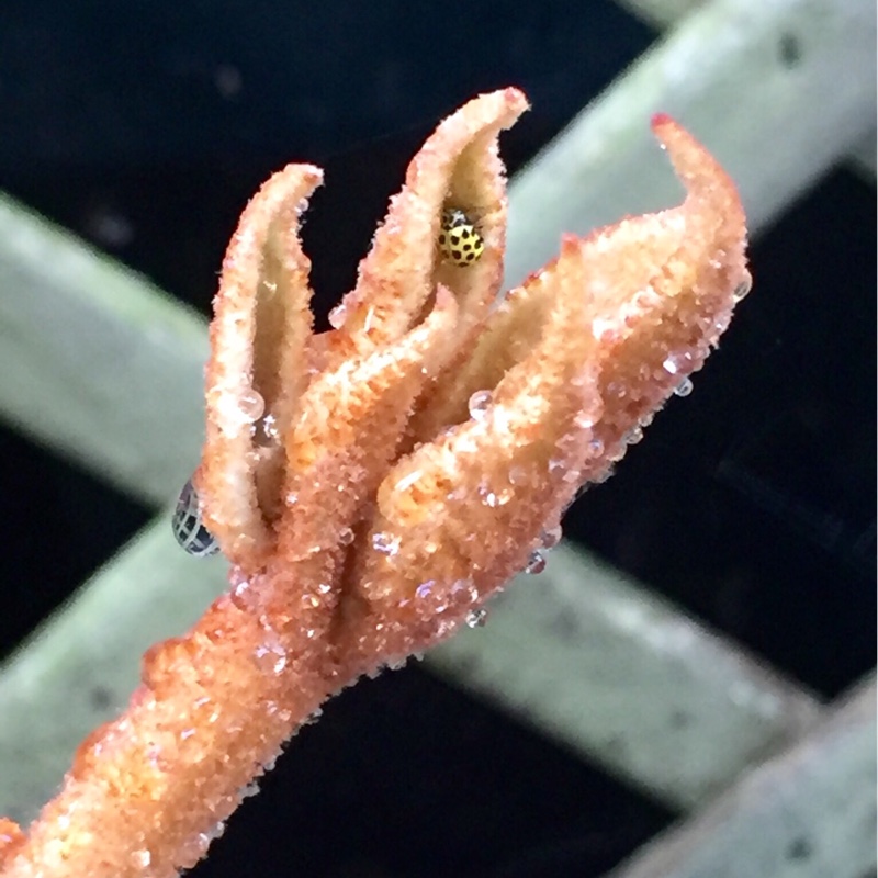 Umbrella tree in the GardenTags plant encyclopedia