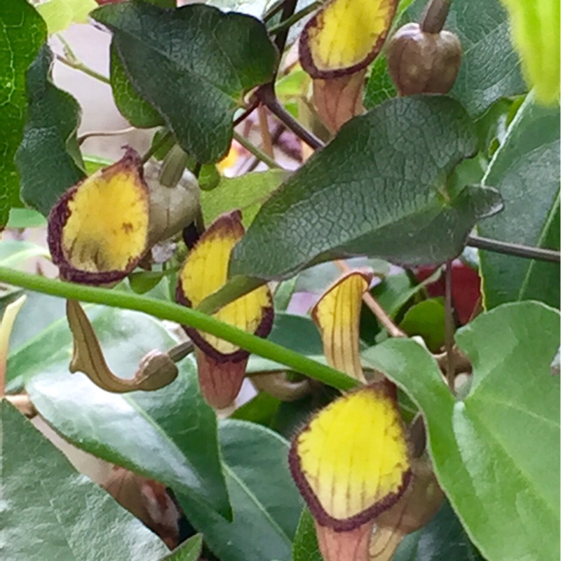 Dutchmans Pipe in the GardenTags plant encyclopedia