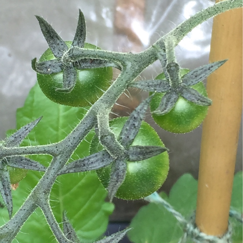 Tomato Sakura (Cherry Tomato) in the GardenTags plant encyclopedia