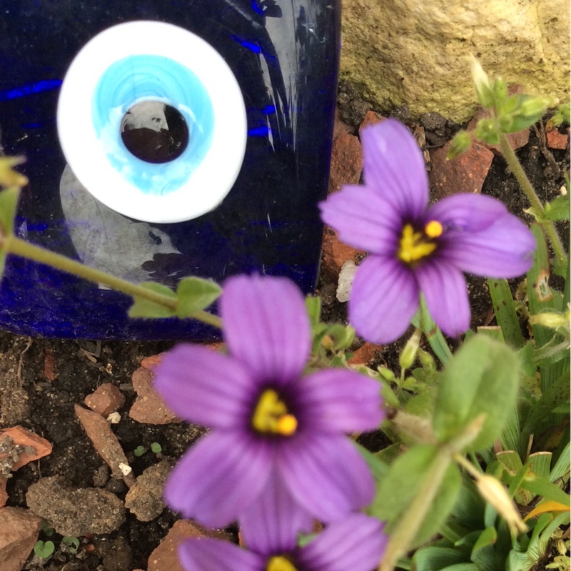 Sisyrinchium in the GardenTags plant encyclopedia