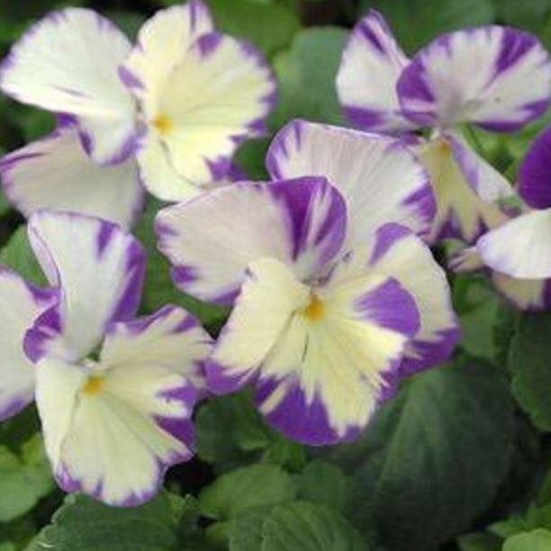 Horned Pansy Rebecca in the GardenTags plant encyclopedia