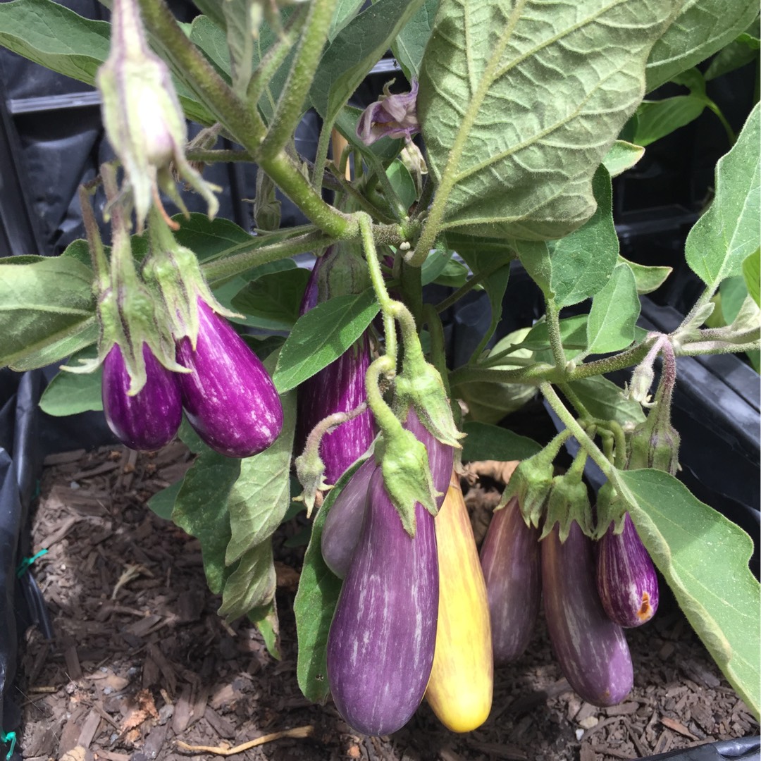 Aubergine Pinstripe in the GardenTags plant encyclopedia