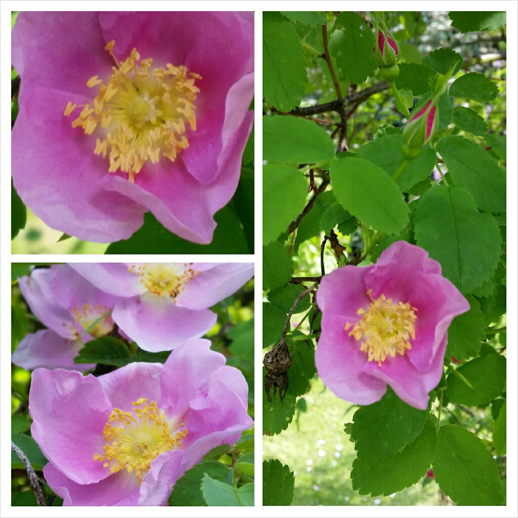 Rose Nutkana in the GardenTags plant encyclopedia