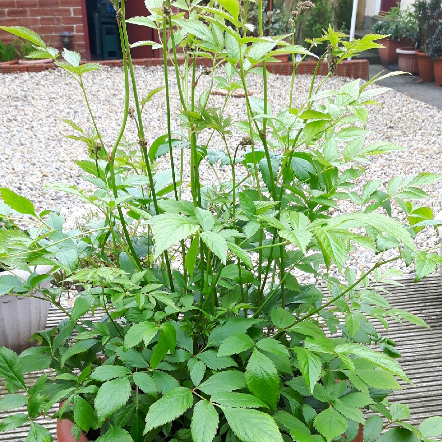 False goatsbeard Europa in the GardenTags plant encyclopedia