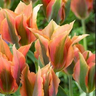 Tulip Green River (Viridiflora) in the GardenTags plant encyclopedia