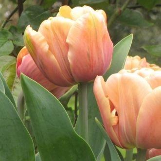 Tulip Groenland (Viridiflora) in the GardenTags plant encyclopedia