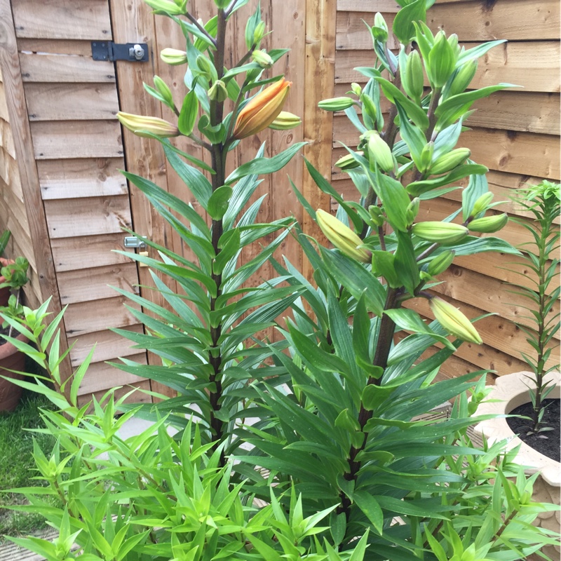 Lily Esprit (Other) in the GardenTags plant encyclopedia