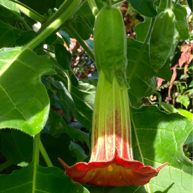 Red Angels Trumpet in the GardenTags plant encyclopedia