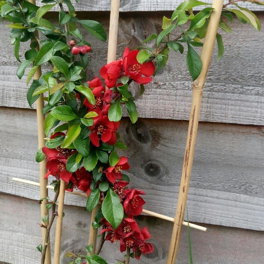 Japanese Quince Knap Hill Scarlet in the GardenTags plant encyclopedia