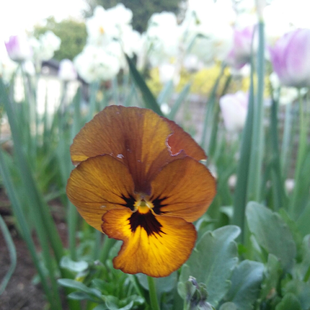 Pansy Irish Molly in the GardenTags plant encyclopedia