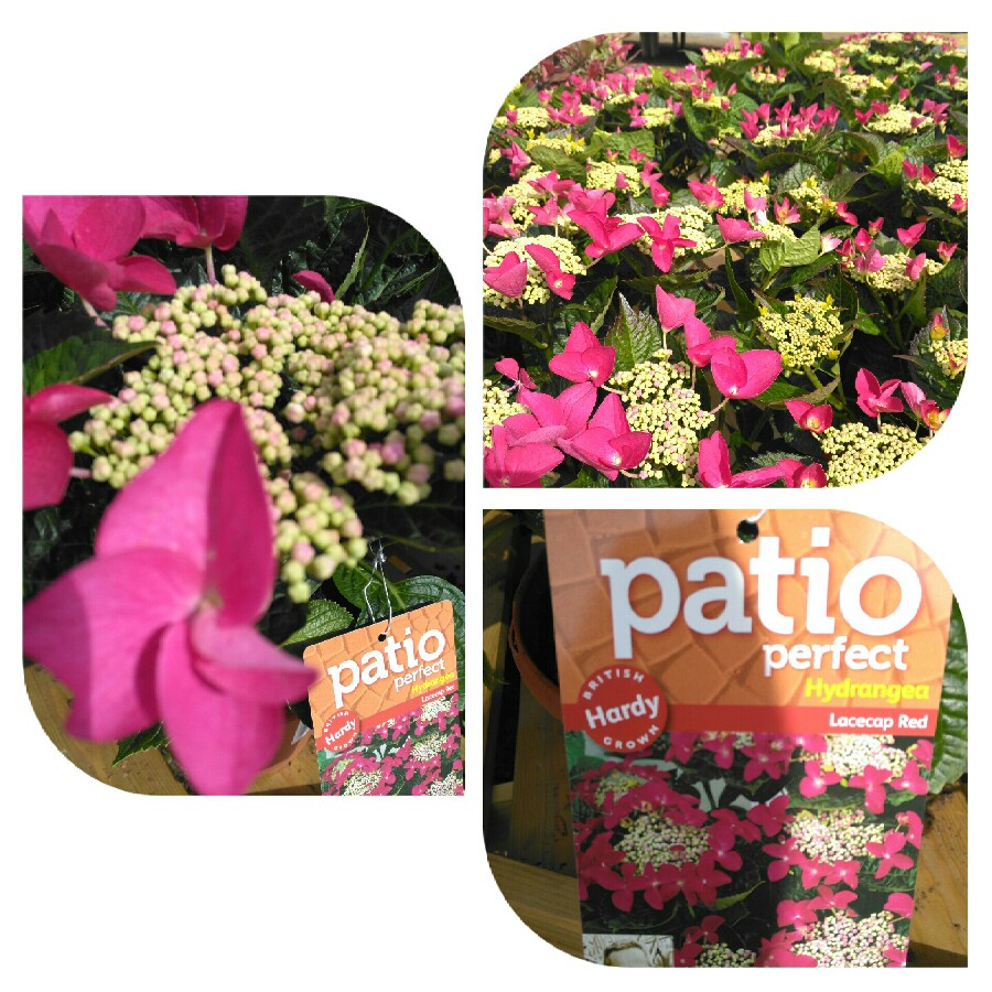 Hydrangea Lady in Red in the GardenTags plant encyclopedia