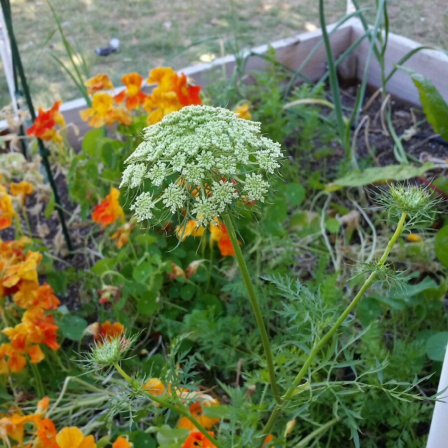 Carrot Sugarsnax 54 in the GardenTags plant encyclopedia