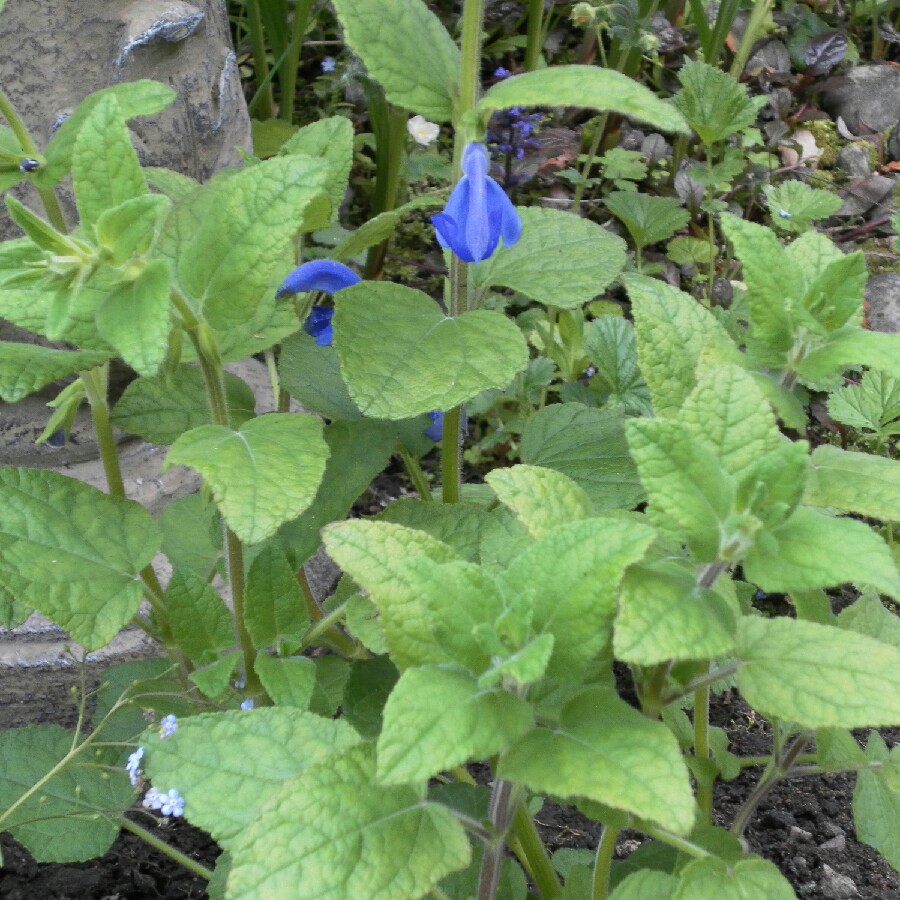 Salvia Oceana Blue in the GardenTags plant encyclopedia