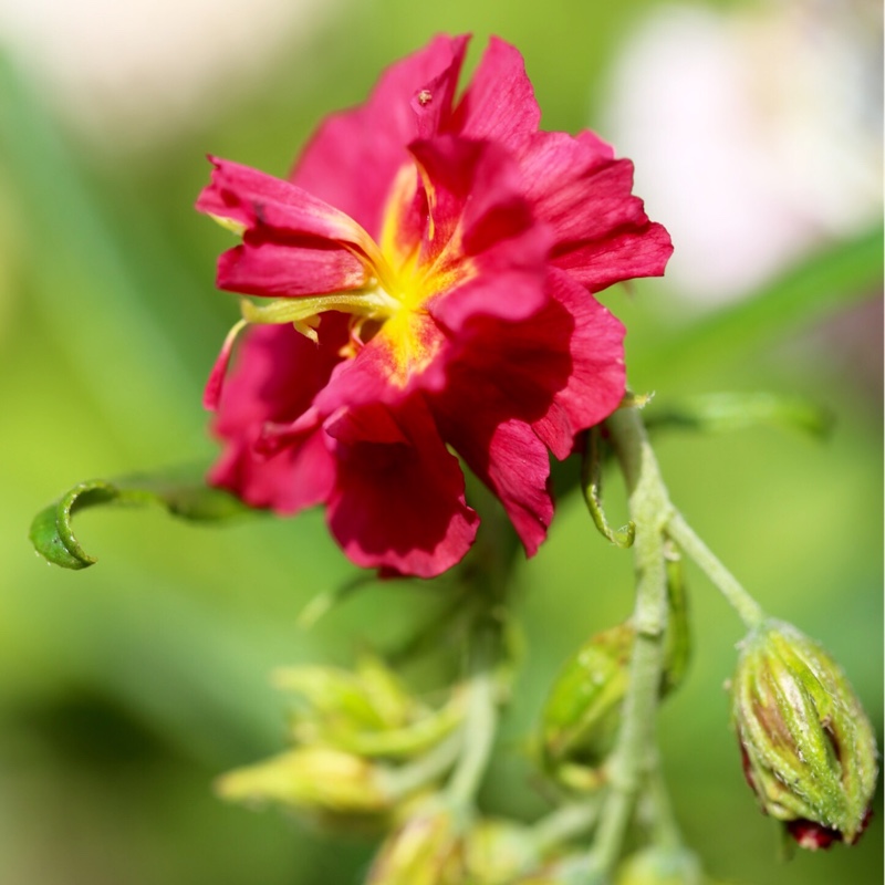 Rock Rose Cerise Queen in the GardenTags plant encyclopedia