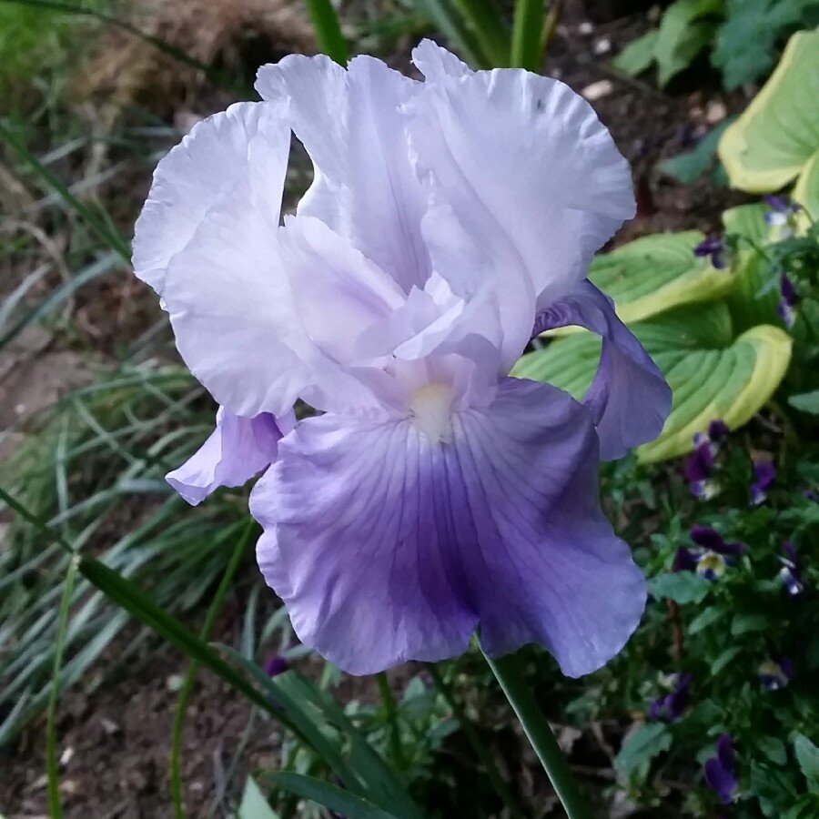 Bearded Iris Caribbean Dream (Tall) in the GardenTags plant encyclopedia