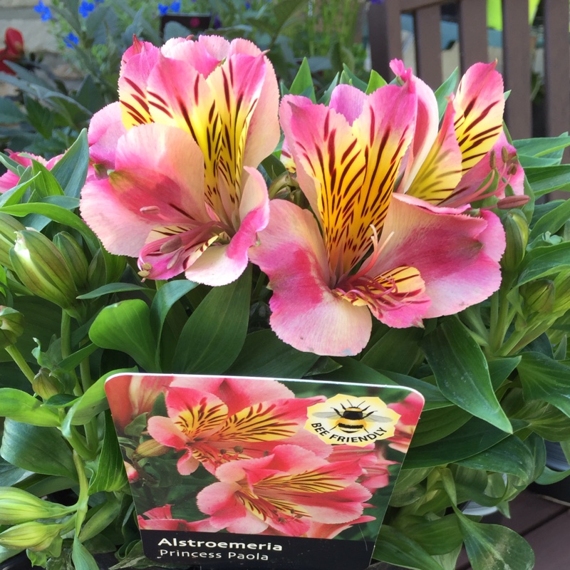 Peruvian Lily Princess Paola in the GardenTags plant encyclopedia