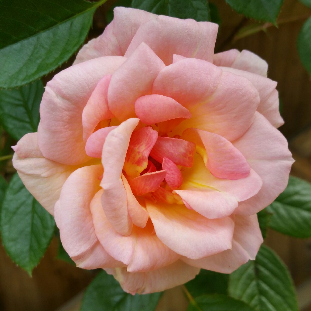 Rose Evening Light in the GardenTags plant encyclopedia