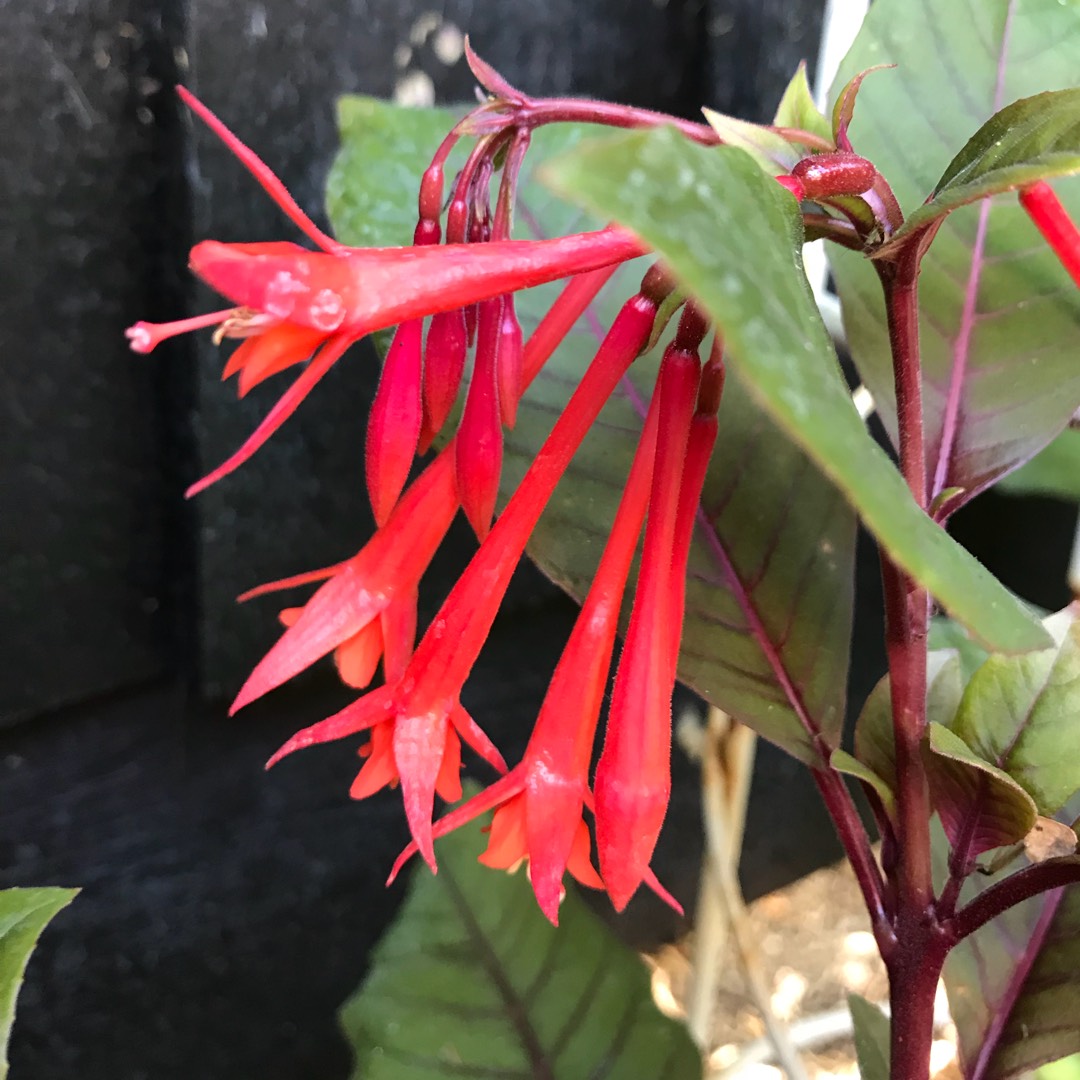 Fuchsia Gartenmeister Bonstedt in the GardenTags plant encyclopedia