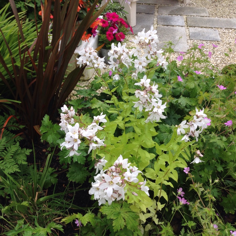 Milky Bellflower in the GardenTags plant encyclopedia