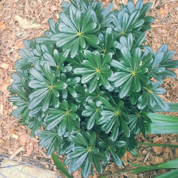 Japanese Pittosporum Miss Muffet in the GardenTags plant encyclopedia