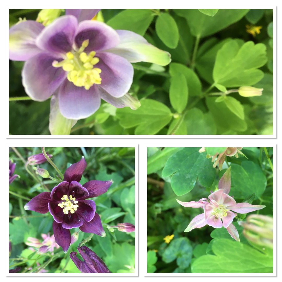 Columbine Biedermeier in the GardenTags plant encyclopedia