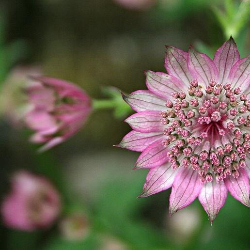 Masterwort Roma in the GardenTags plant encyclopedia