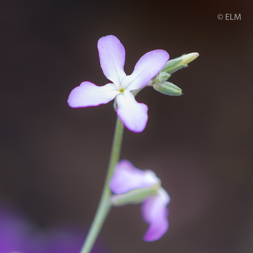 Night Scented Stock in the GardenTags plant encyclopedia