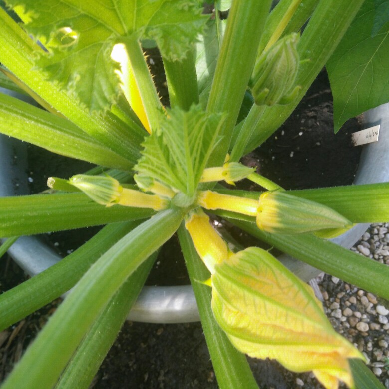 Courgette Jemmer F1 in the GardenTags plant encyclopedia