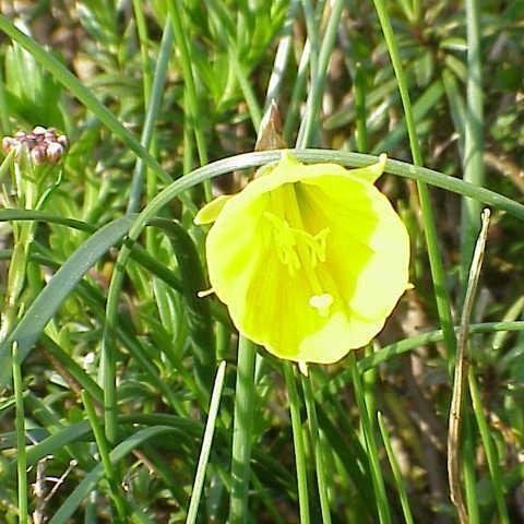 Daffodil Golden Bells Group (Bulbocodium) in the GardenTags plant encyclopedia