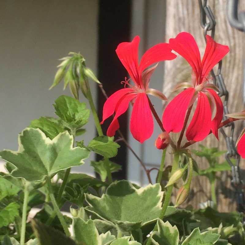 Pelargonium Evka (Ivy Leaved Variegated) in the GardenTags plant encyclopedia