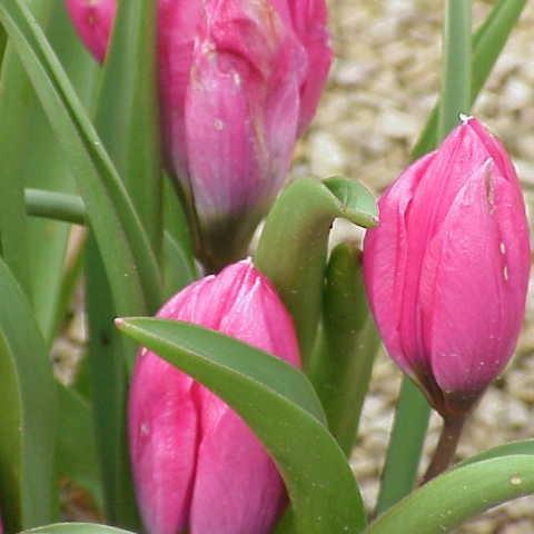 Tulip (Species) Low-growing Tulip in the GardenTags plant encyclopedia